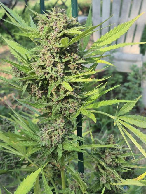 Purp haze 2026. Week 11