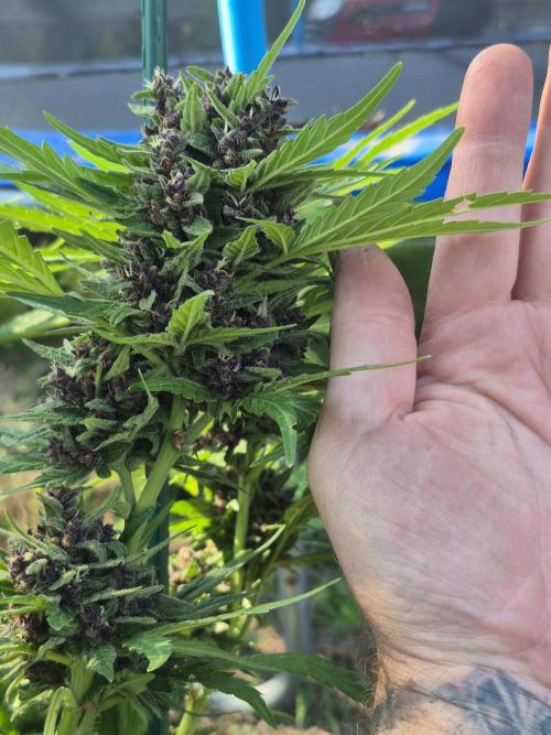 Purp haze 2026. Week 11