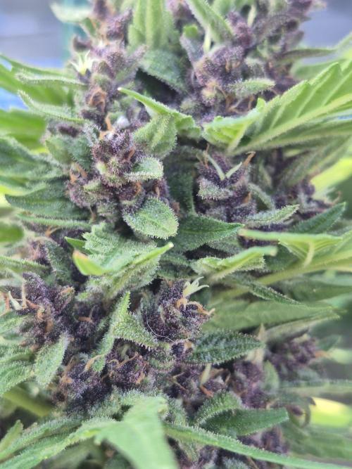 Purp haze 2026. Week 11