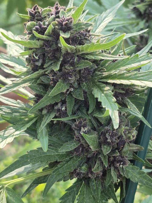Purp haze 2026. Week 11