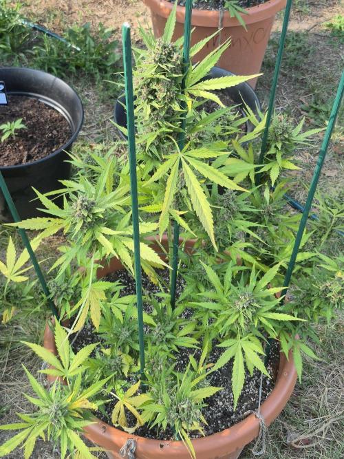 Purp haze 2026. Week 11
