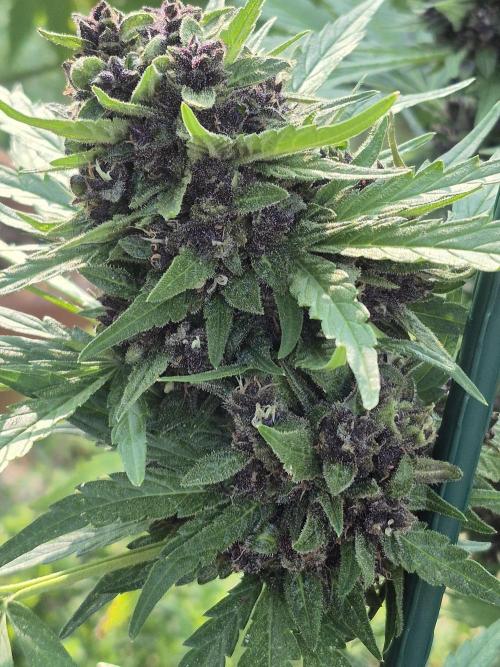 Purp haze 2026. Week 11