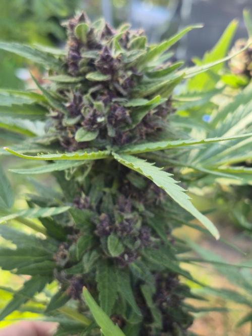 Purp haze 2026. Week 11