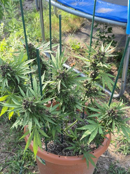 Purp haze 2026. Week 11