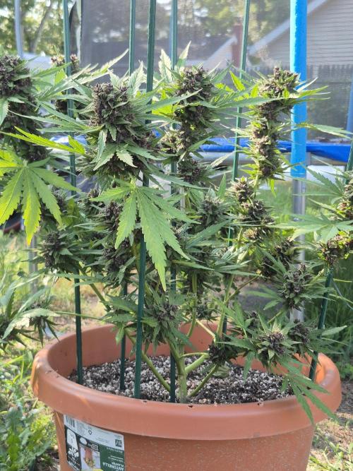 Purp haze 2026. Week 11