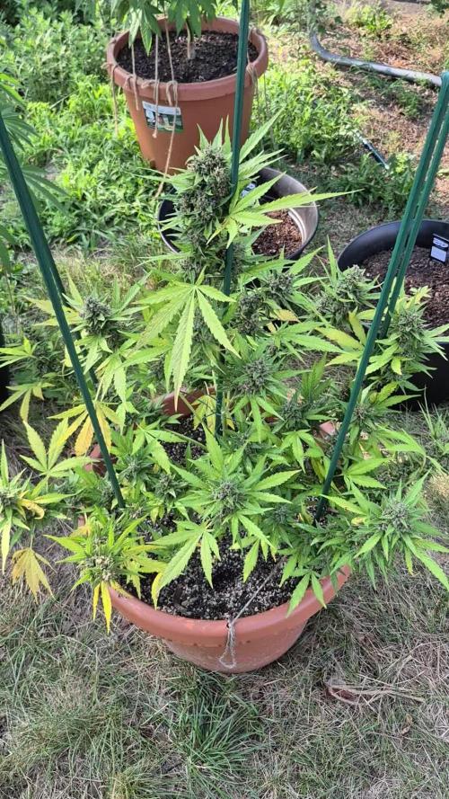 Purp haze 2026