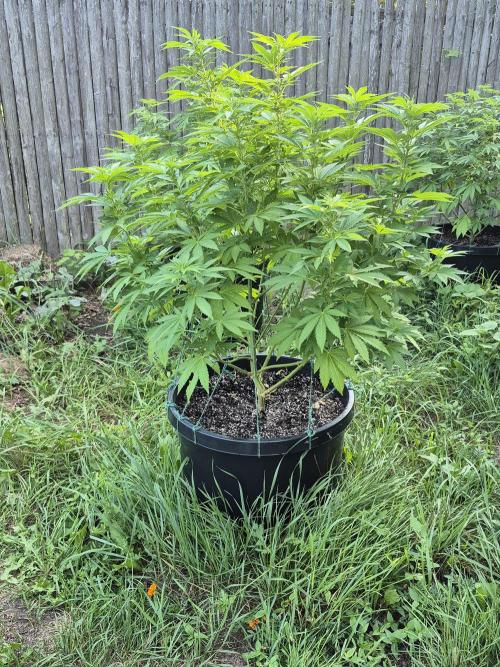 Spring 26. Week 11