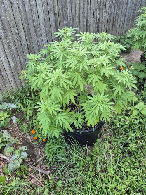 Spring 26. Week 11