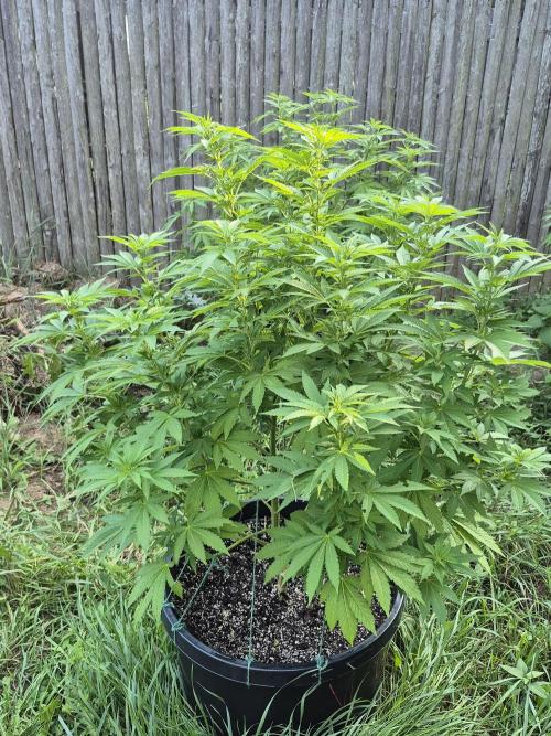 Spring 26. Week 11