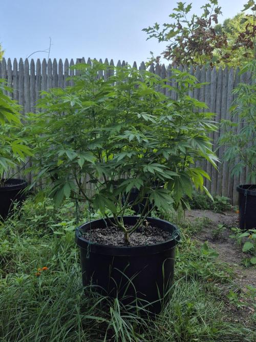 Spring 26. Week 11