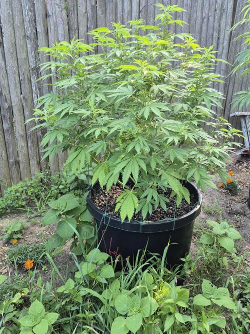 Spring 26. Week 11