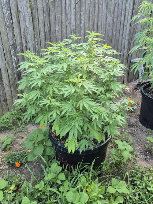 Spring 26. Week 11