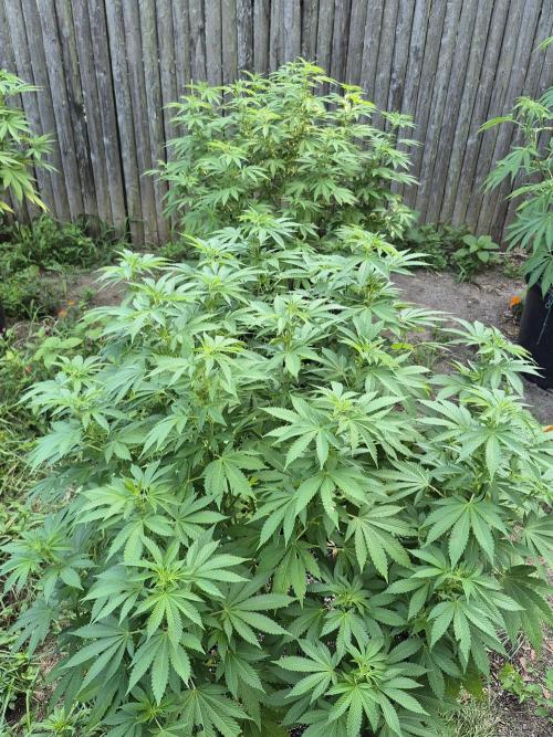 Spring 26. Week 11