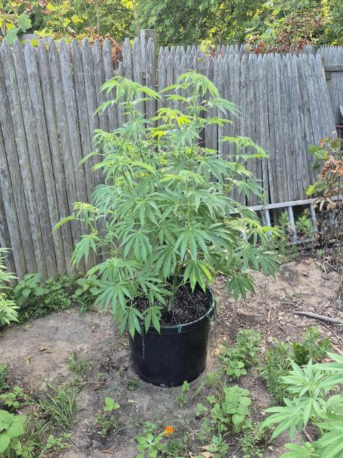 Spring 26. Week 11