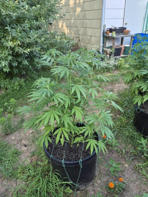 Spring 26. Week 11