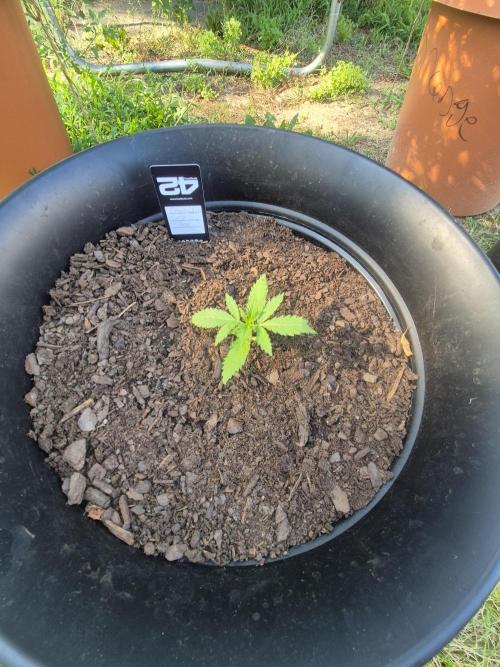 Gorilla/Gelato 26. Week 1
