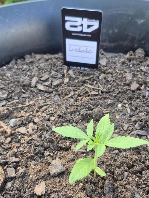 Gorilla/Gelato 26. Week 1