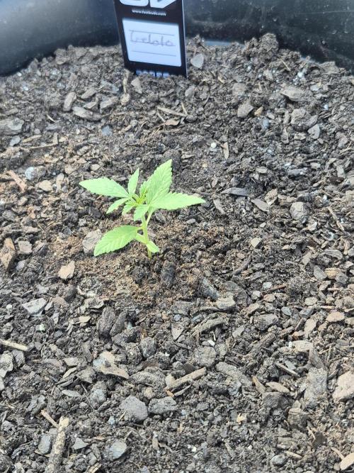 Gorilla/Gelato 26. Week 1