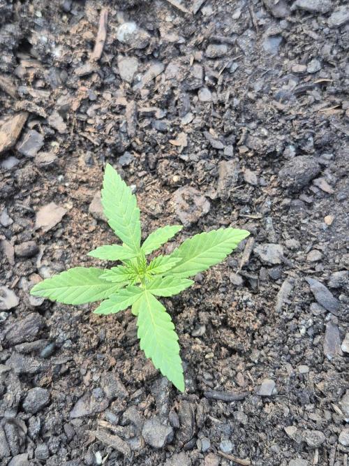 Gorilla/Gelato 26. Week 1