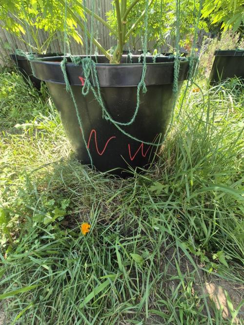 Spring 26. Week 12