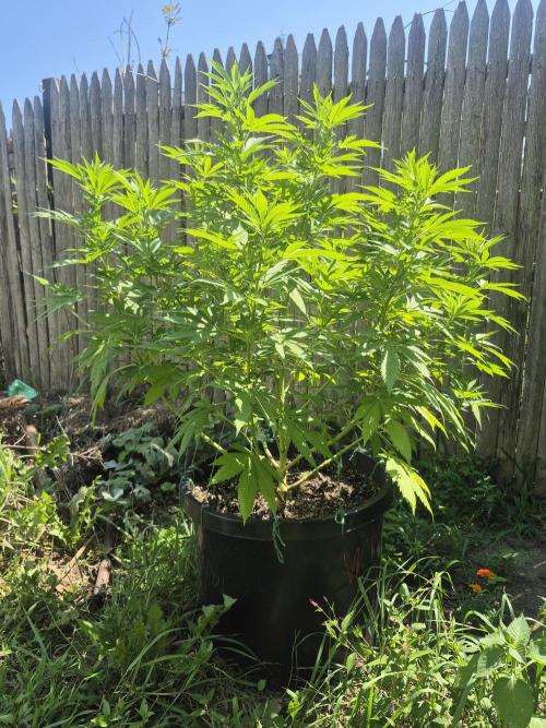 Spring 26. Week 12