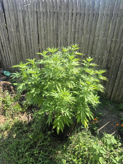 Spring 26. Week 12