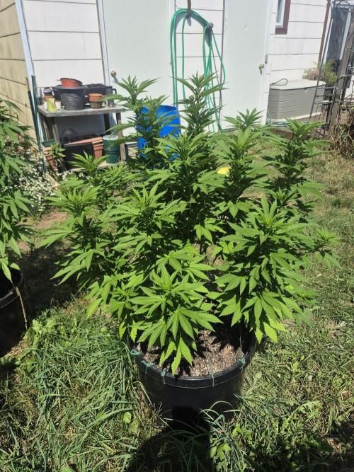 Spring 26. Week 12