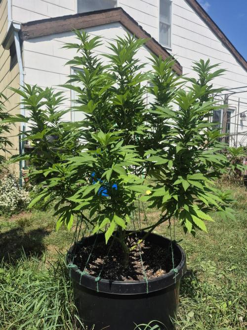 Spring 26. Week 12
