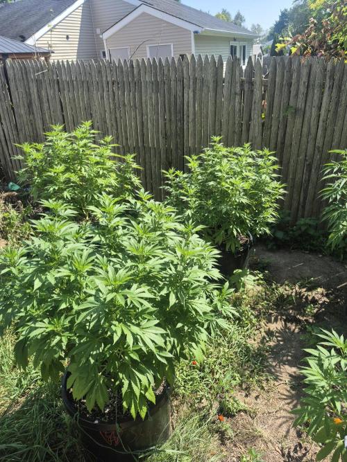 Spring 26. Week 12