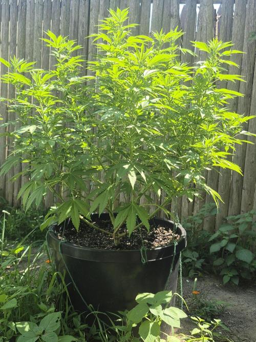 Spring 26. Week 12