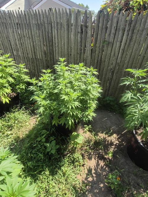 Spring 26. Week 12