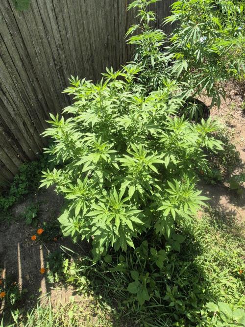Spring 26. Week 12