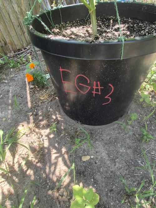 Spring 26. Week 12