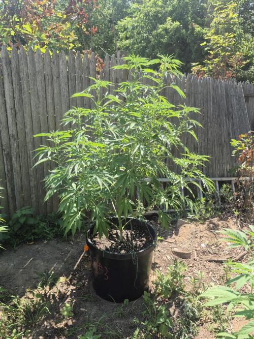 Spring 26. Week 12