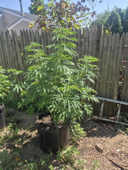 Spring 26. Week 12