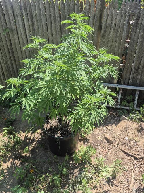 Spring 26. Week 12