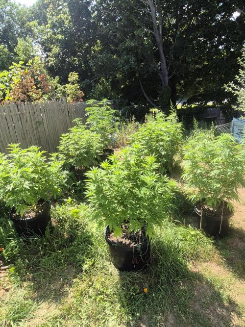 Spring 26. Week 12