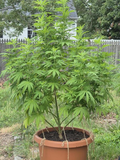 Fuel dog 26. Week 12