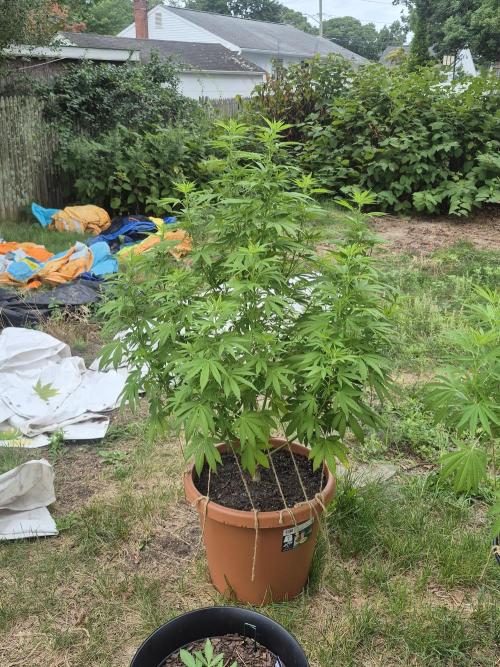 Fuel dog 26. Week 12