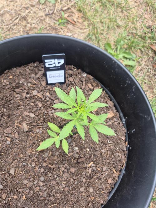 Gorilla/Gelato 26. Week 2