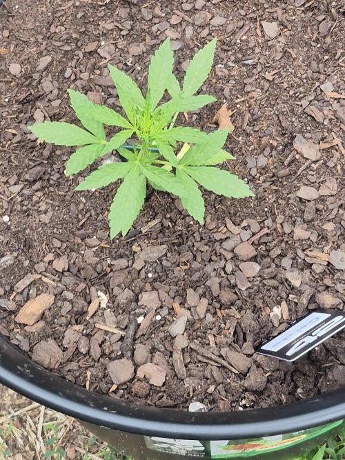 Gorilla/Gelato 26. Week 2