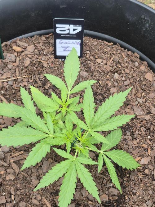 Gorilla/Gelato 26. Week 2