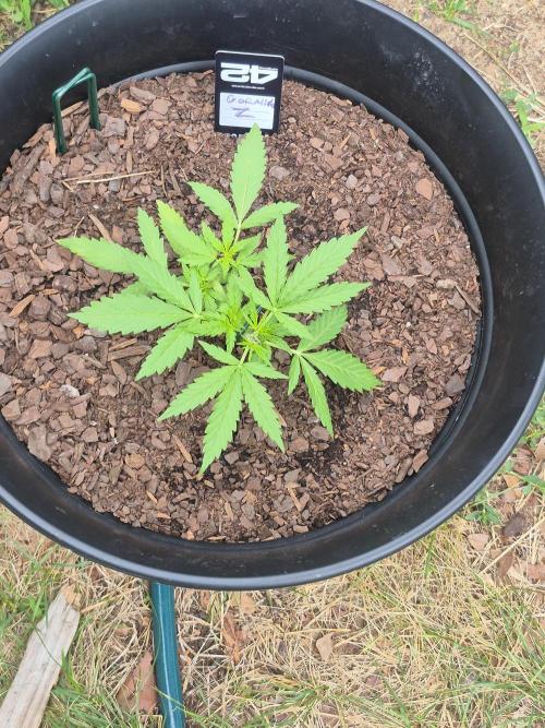 Gorilla/Gelato 26. Week 2