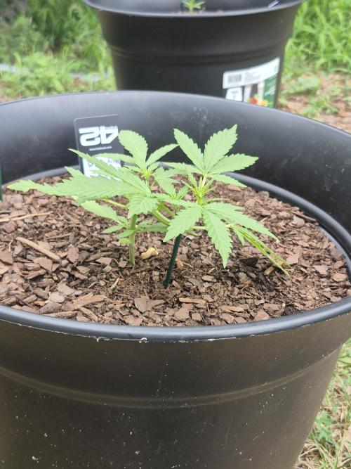 Gorilla/Gelato 26. Week 2