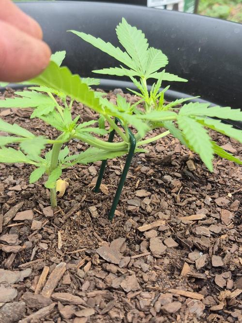 Gorilla/Gelato 26. Week 2