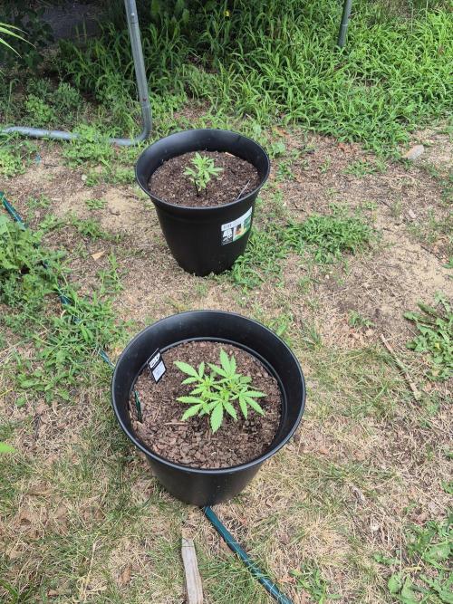 Gorilla/Gelato 26. Week 2