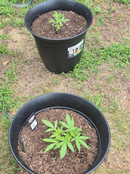 Gorilla/Gelato 26. Week 2