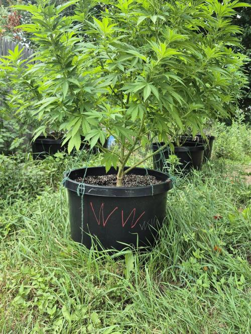 Spring 26. Week 13