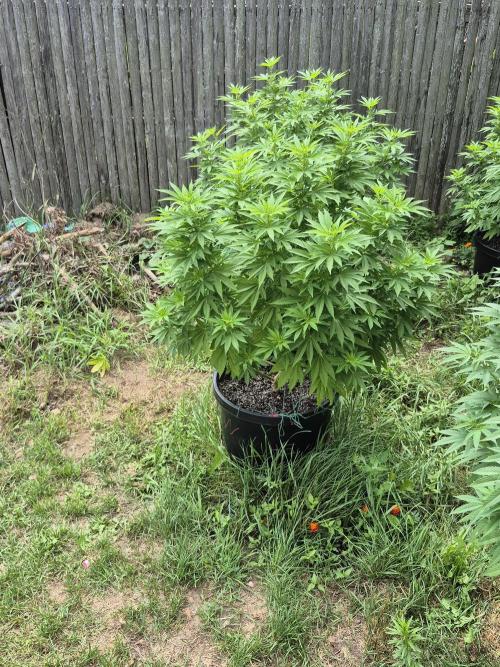 Spring 26. Week 13