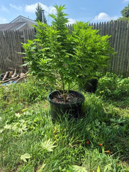 Spring 26. Week 14